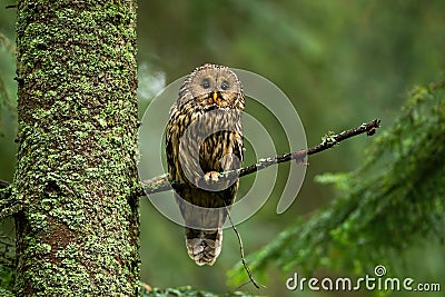 Attentive tawny owl looking to camera in forest on green background Stock Photo