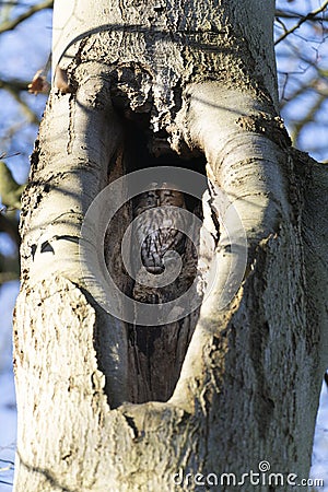 Attentive tawny owl, strix aluco, looking at camera in summer forest sitting in an opening in the stem of a tree Stock Photo