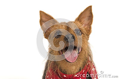 Attentive terrier Stock Photo