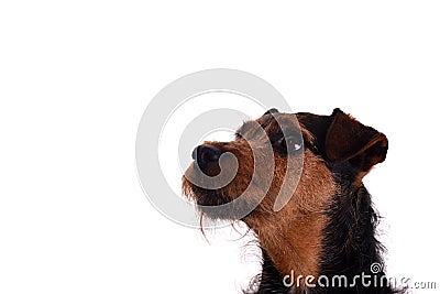Attentive terrier headshot Stock Photo