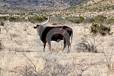 Attentive Texas Longhorn cattle in steppe landscape with long horns - beautiful majestic animal Stock Photo