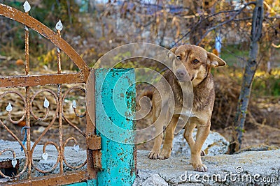 Attentive and watchful little dog guards the gate of a village house sitting on a concrete fence Stock Photo