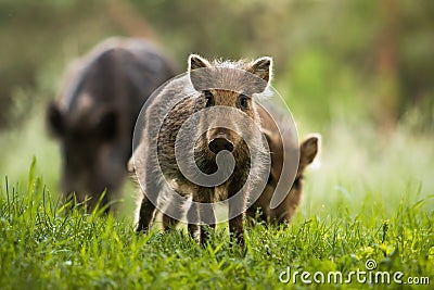 Attentive wild boar piglet with stripes watching on summer meadow Stock Photo