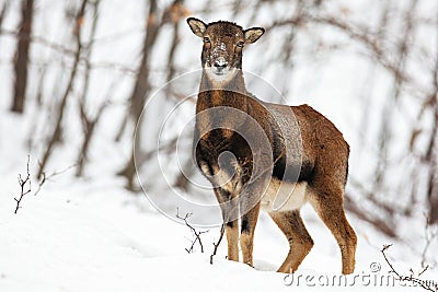 Attentive wild female mouflon sheep standing in snow in winter forest. Stock Photo