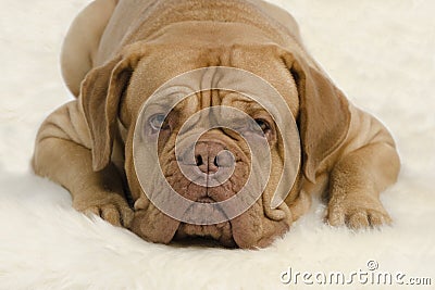 Attentive wrinkled dog looking at camera Stock Photo