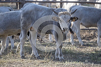 attentive young Maremma bull in paddock, Italy Stock Photo