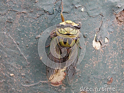 Attractive and colorful cicada or buzzer Stock Photo