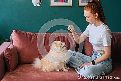 Attractive female owner teaching pretty white small Spitz pet dog command to give paw sitting on comfortable sofa at Stock Photo