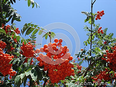 Mountain Ash and blue sky Stock Photo