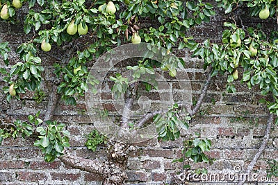 Attractive old 18th Century European brick wall background with an espalier pear tree bearing ripening fruit Stock Photo