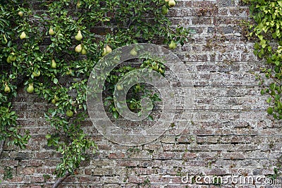 Attractive old 18th Century European brick wall background with an espalier pear tree bearing ripening fruit Stock Photo