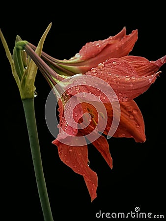 Attractive wet hippeastrum puniceum flower isolated on pure black Stock Photo