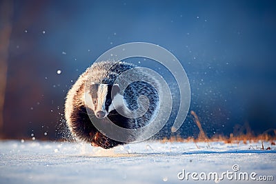 Attractive winter scene with badger. European badger & x28;Meles meles& x29; running on the snow. Animal in nature habitat Stock Photo