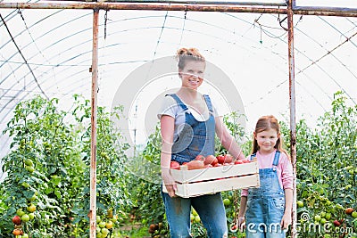 Attractive young female farmer and her young daughter picking organic healthy red juicy tomatoes from her green house Stock Photo