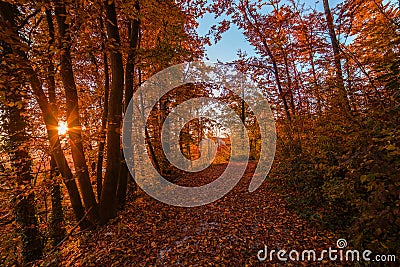 Atumn forest road at sunset Stock Photo