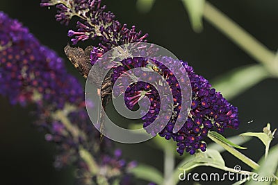 Atypical close-up photo of the peacock butterfly on flowering summer lilac Stock Photo