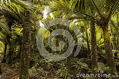 Nikau Grove, Westcoast, NZ Stock Photo