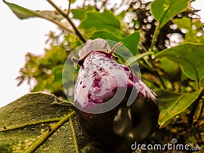 Aubergine hanging from the plant in vegetable garden Stock Photo