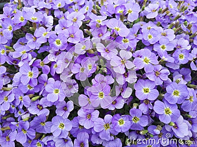 Aubrieta flower close-up. Forget-me-nots flower. Stock Photo