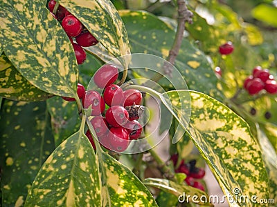 Aucuba japonica crotonifolia plant fruits closeup Stock Photo