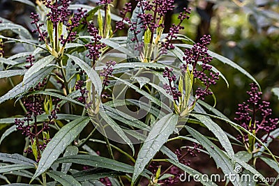 Aucuba japonica February Star Stock Photo