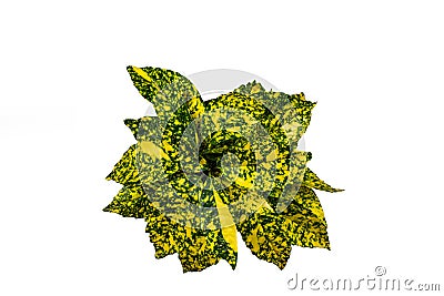 Aucuba japonica leaves on white background, overhead view Stock Photo