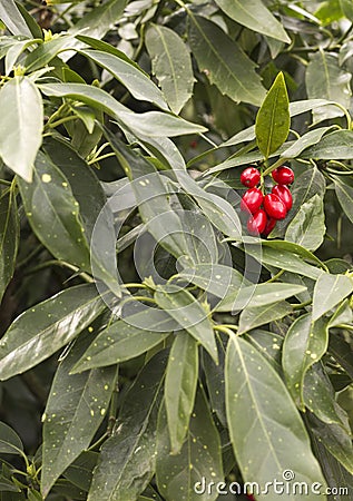 Aucuba Japonica leaves and its red seeds Stock Photo