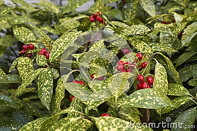 Aucuba japonica shrub with spotted leaves and fruits Stock Photo