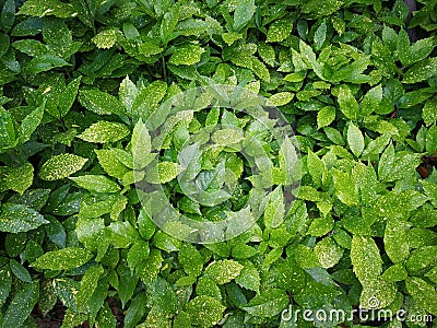 Aucuba japonica Variegata Stock Photo