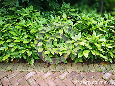 Aucuba japonica Variegata Stock Photo