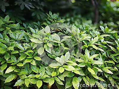 Aucuba japonica Variegata Stock Photo