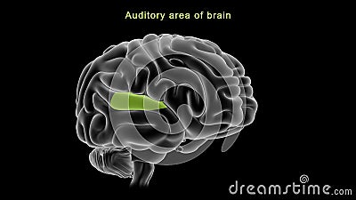 Auditory area of Human brain Stock Photo