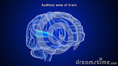 Auditory area of Human brain Stock Photo