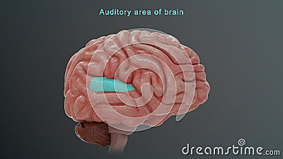 Auditory area of Human brain Stock Photo