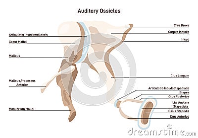 Auditory ossicles. Bony malleus, incus and stapes. Middle ear tympanic Vector Illustration