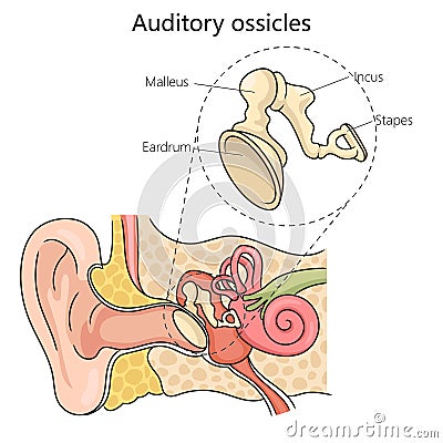 Auditory ossicles structure diagram medical scienc Cartoon Illustration