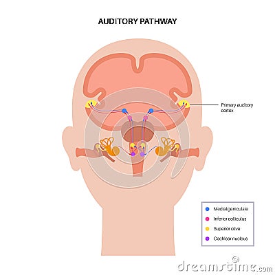 Auditory pathway diagram Vector Illustration