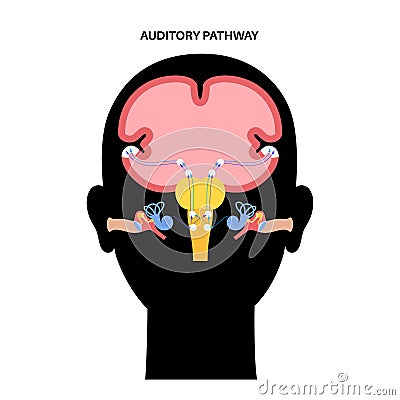 Auditory pathway diagram Vector Illustration