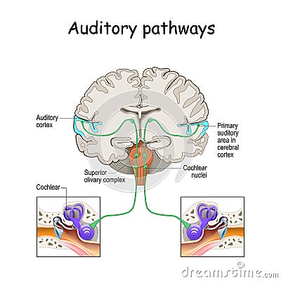 Auditory pathways from cochlea in ear to cortex in brain Vector Illustration