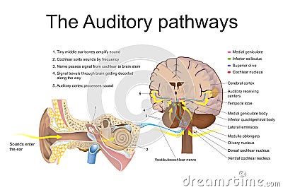 The auditory pathways. Vector Illustration