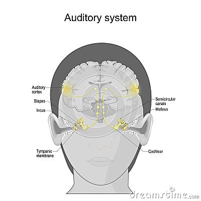 Auditory system. sensory system. human ear anatomy Vector Illustration
