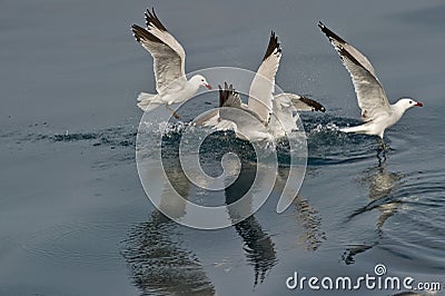 AudoinÂ´s Gulls Stock Photo