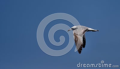 The Audouin`s gull in flight. Stock Photo