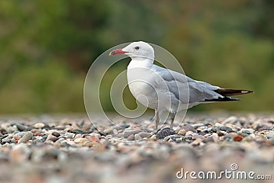 Audouin`s Gull - Ichthyaetus audouinii bird standing on the beach, large mostly white gull restricted to the Mediterranean and th Stock Photo