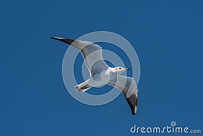 Audouin`s Gull - Ichthyaetus audouinii in flight over blue sky Stock Photo