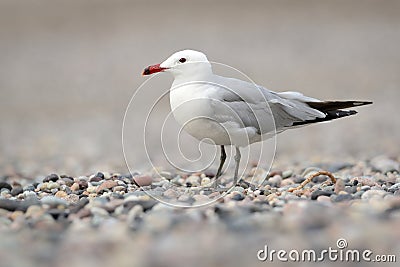 Audouin`s Gull - Ichthyaetus audouinii Stock Photo