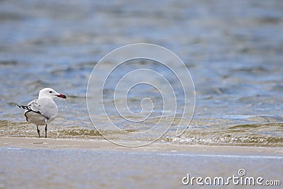 Audouin`s gull Iichthyaetus audouinii with a fishing hook hooked in the mouth in the Natural Park of the Marshes of AmpurdÃ¡n, Stock Photo