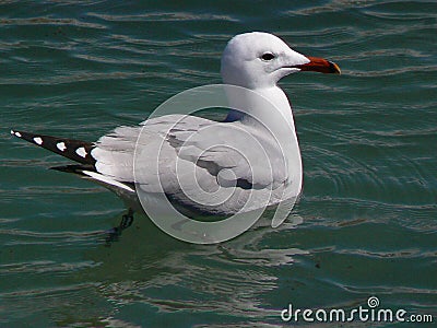 Audouin`s gull. Stock Photo