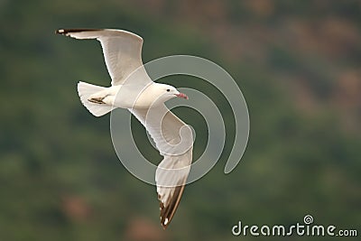 Audouin& x27;s Gull - Ichthyaetus audouinii Stock Photo