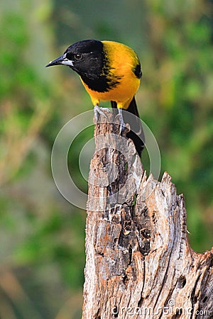 Audubon`s Oriole in vertical photo Stock Photo